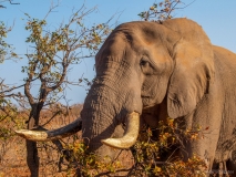 Elephant with latge tusk, South-Africa